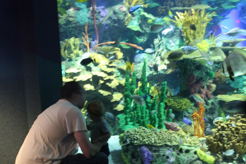 2015-09-29 Ripleys Aquarium (3)